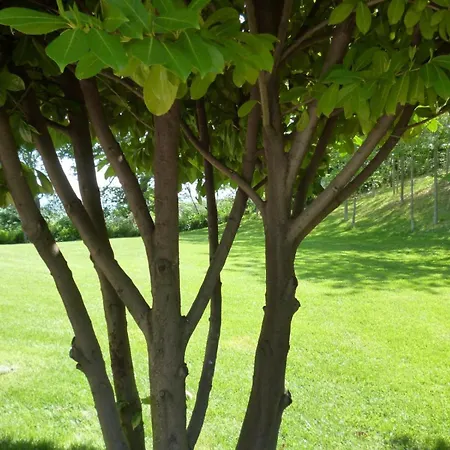 Vivace ファームステイ *