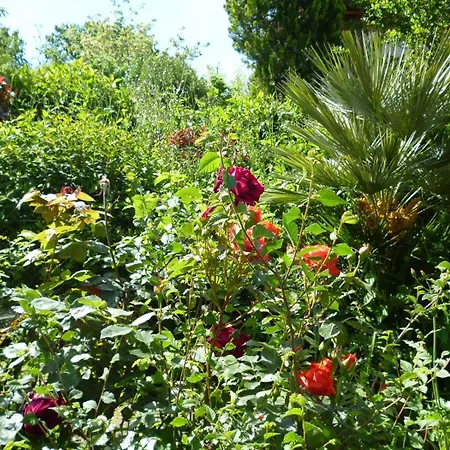 Vivace トレンティーノ